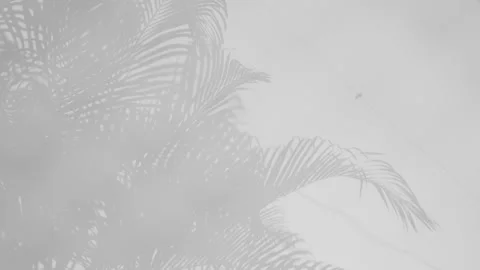 Palm leaf reflected on water surface Stock Footage 142678189