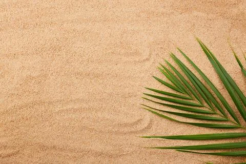 Palm leaf on a sandy beach. Summer natural background. Stock-Fotos