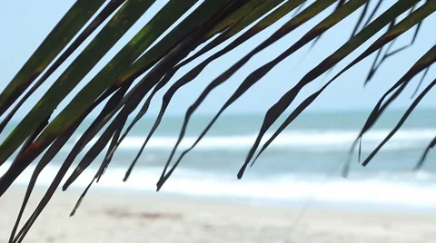 Palm Leaf with Sea Behind and Focus Pull Stock Footage 45717645