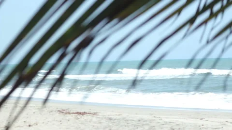 Palm Leaf with Sea Behind Stock Footage 45717573