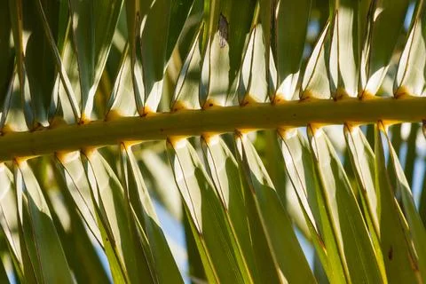 Palm Leaf section with nice curved shadows Foto stock