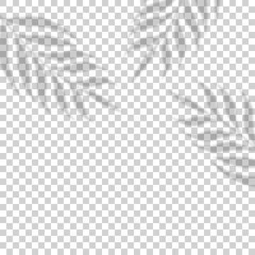 Palm leaf shadow effect. Transparent shadow overlay effect. Tropic leafs. Moc Stock Illustration