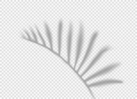 Palm leaf shadow isolated on transparent background. vector tempalte for desi Stock-Illustration