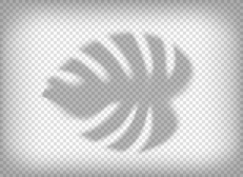Palm leaf shadow isolated on transparent background. vector tempalte for desi Stock Illustration