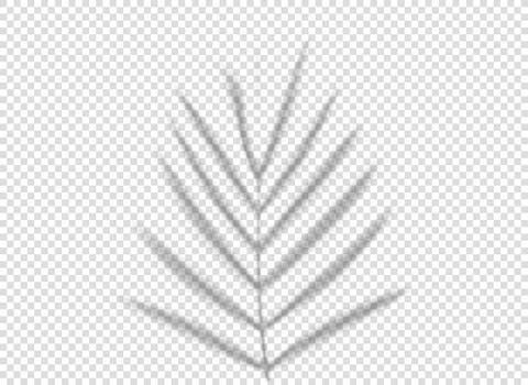 Palm leaf shadow isolated on transparent background. vector tempalte for desi Stock Illustration