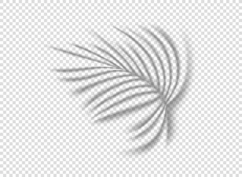 Palm leaf shadow isolated on transparent background. vector tempalte for desi Stock Illustration