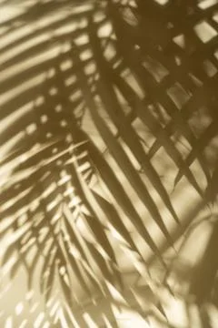 Palm leaf shadow on a light-colored surface Stock Photos