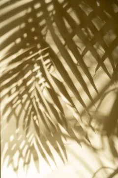Palm leaf shadow on a light-colored surface Stock Photos