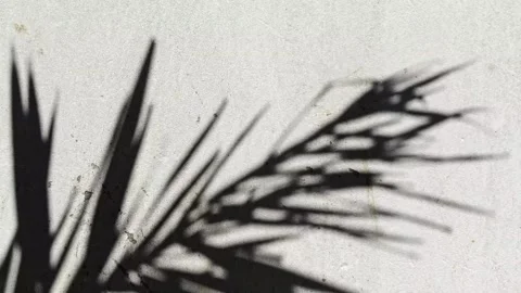 Palm leaf shadow moving on a white textured wall background Stock Footage 344356343