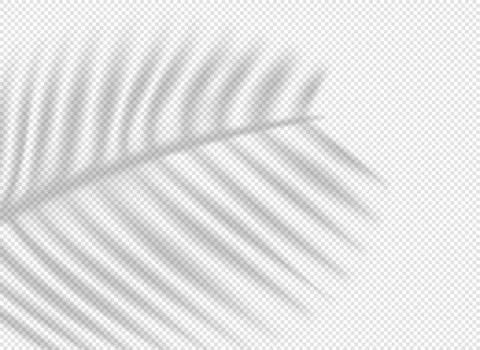 Palm leaf shadow overlay effect on transparent background Stock Illustration