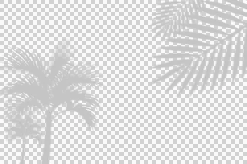 Palm leaf shadow overlay on white background for creative graphic design . Ilustração Stock