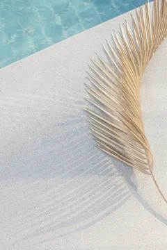 Palm leaf with shadow in sunlight by a swimming pool Stock Photos