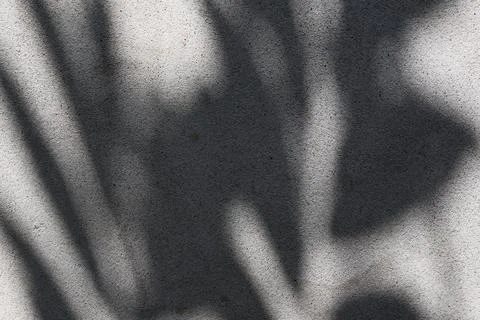 Palm leaf shadow on a textured concrete wall with natural sunlight Stock Photos
