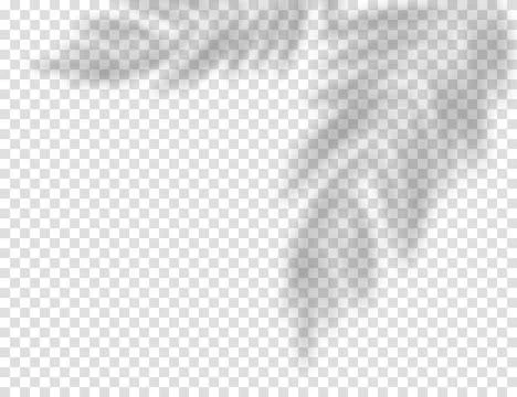 Palm leaf shadow. Vector overlay effect with tropical leaves. Realistic vector Illustrazione stock