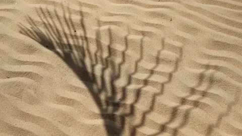 Palm Leaf Shadow On Wave Sand Background. Vídeo Stock 255479559