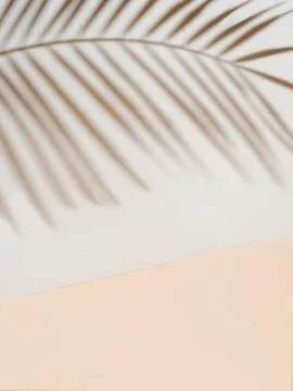 Palm leaf shadow on white wall, cream pastel floor Foto stock
