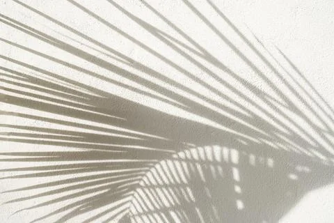 Palm leaf shadow on white wall minimal background Stock Photos