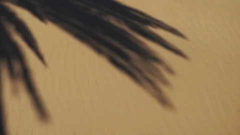 Palm Leaf Shadows Cast on Dune Sand, Maspalomas, Gran Canaria Stock Footage 344481093