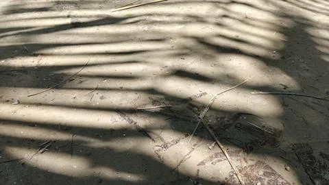 Palm leaf shadows cast on sandy ground, tropical sunlight texture background. Stock Photos