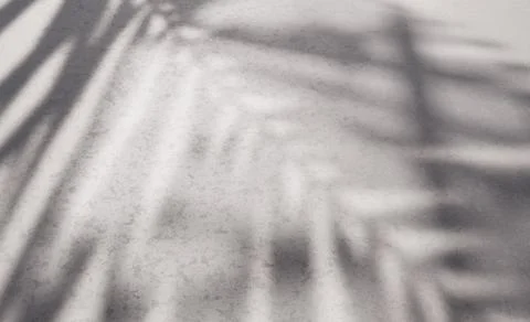 Palm leaf shadows creating abstract patterns on a textured concrete surface 写真素材