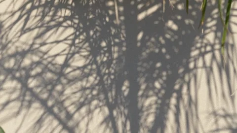 Palm leaf shadows drift across wall, forming abstract silhouette patterns in Stock Footage 345654544