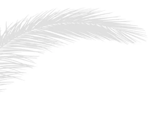 Palm leaf shadows falling on a surface, creating a subtle tropical overlay .. Stockillustratie