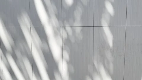 Palm leaf shadows moving across a white tiled wall in soft tropical sunlight. Stock Footage 334620148