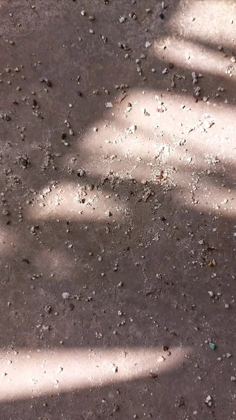 Palm leaf shadows moving on dusty ground in sunlight. Stock Footage 346223476