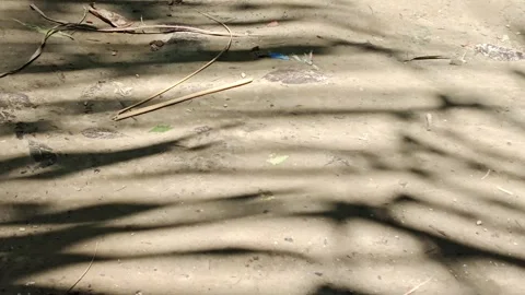 Palm leaf shadows moving on sandy ground, tropical sunlight background texture. Stock Footage 341957587