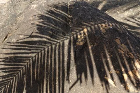 Palm leaf shadows on the rock Stock Photos