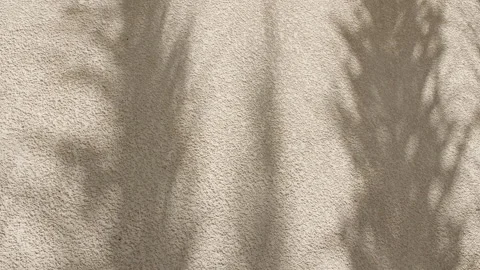 Palm leaf shadows on a sandy background. Tropical coconut palm leaf trees at Stock Footage 245843354