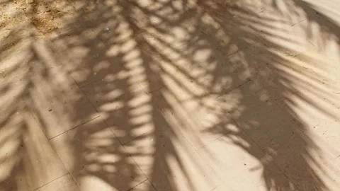 Palm leaf shadows on a sandy background. Tropical coconut palm leaf trees at Stock-Footage 252143721