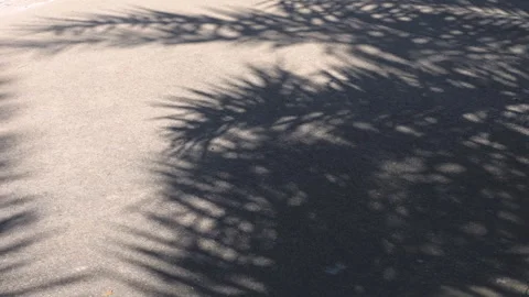 Palm leaf shadows swaying in the wind on the road Stock Footage 300998336