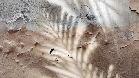 Palm Leaf Shadows on Weathered Pink Plaster Wall in Mediterranean Sunlight Stock Footage 340353634