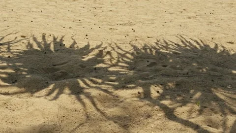 Palm Leaf Shadows on White Sand Beach in Gentle Tropical Breeze Stock Footage 336093063