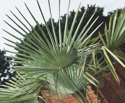 Palm leaf shadows on a white wall Foto stock