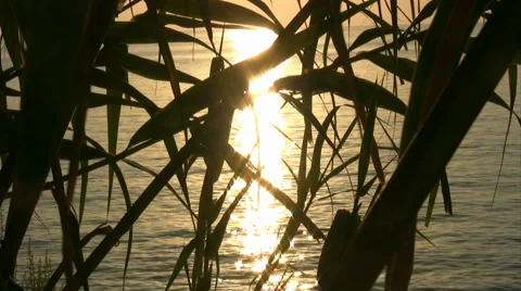 Palm leaf silhouetted at sunset Video stock 41568260