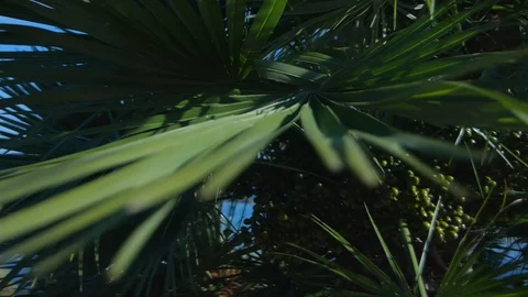 Palm leaf. Slow motion Stock Footage 93677667