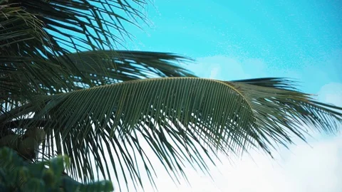 Palm leaf in slow motion Video stock 128094218