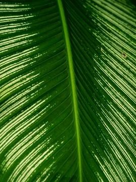 Palm leaf structure background, green theme Stock Photos