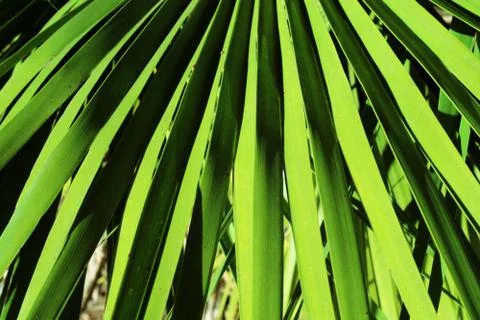 The palm leaf structure of the line as the background. Foto stock