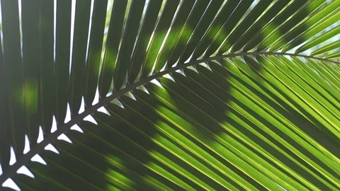 Palm leaf with sun background Stock Footage 99210047