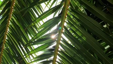Palm leaf sun rays sun beam Stock Footage 251563499