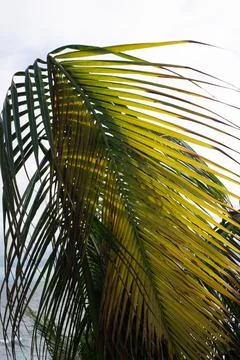 Palm Leaf in Sunlight Stock Photos