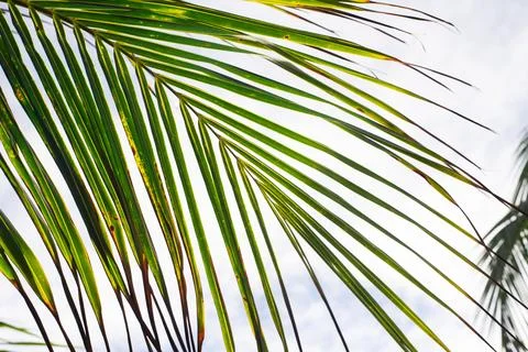 Palm Leaf in Sunlight Stock Photos