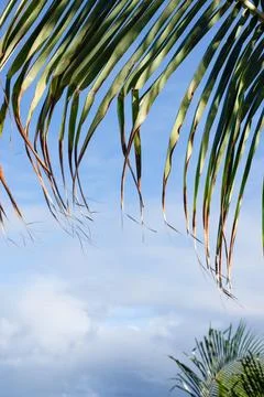 Palm Leaf in Sunlight Stock Photos