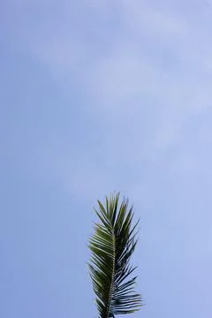 Palm Leaf in Sunlight Stock Photos