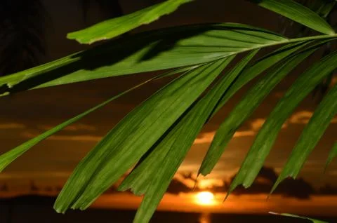 Palm leaf with sunset in the background Stock Photos