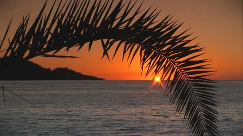 Palm leaf on sunset Video stock 58892988