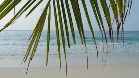 Palm leaf swaying over sandy tropical beach Vídeos de archivo 333360474